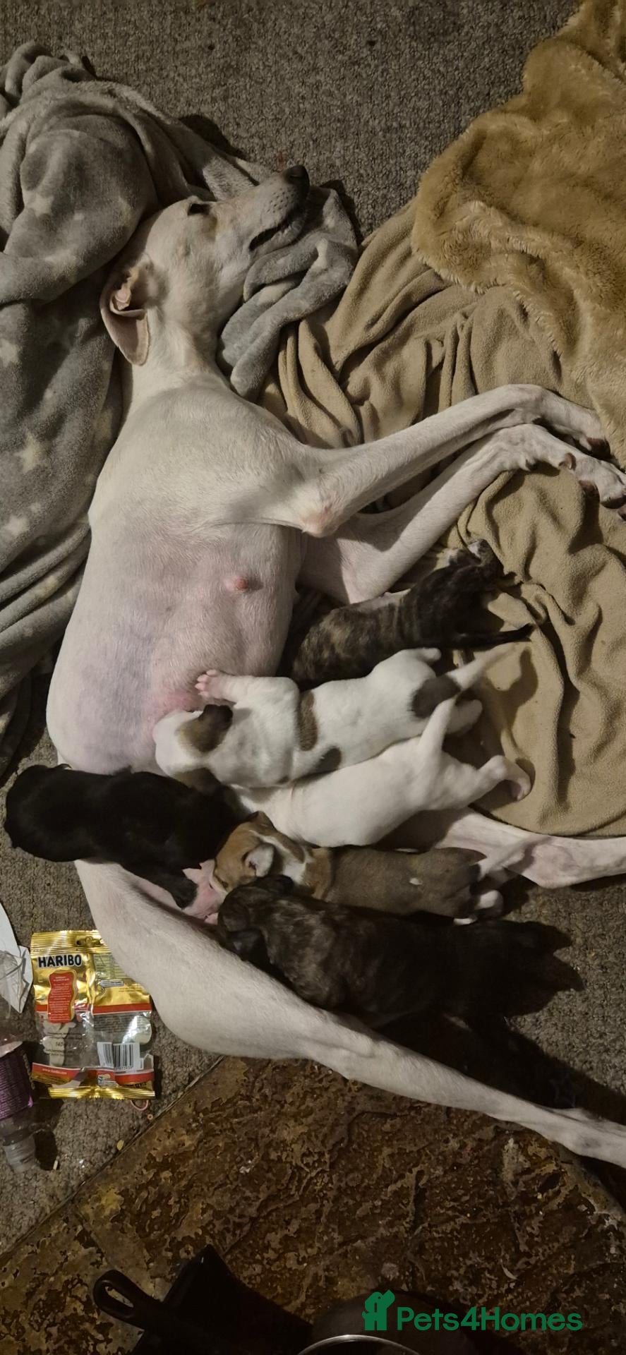Mixed Breed dogs Beautiful Lurcher x jackshund - Advert 5