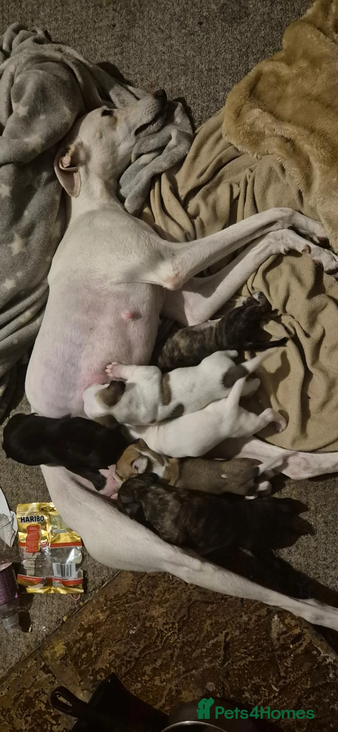 Mixed Breed dogs for sale: Beautiful Lurcher x jackshund - Advert 1