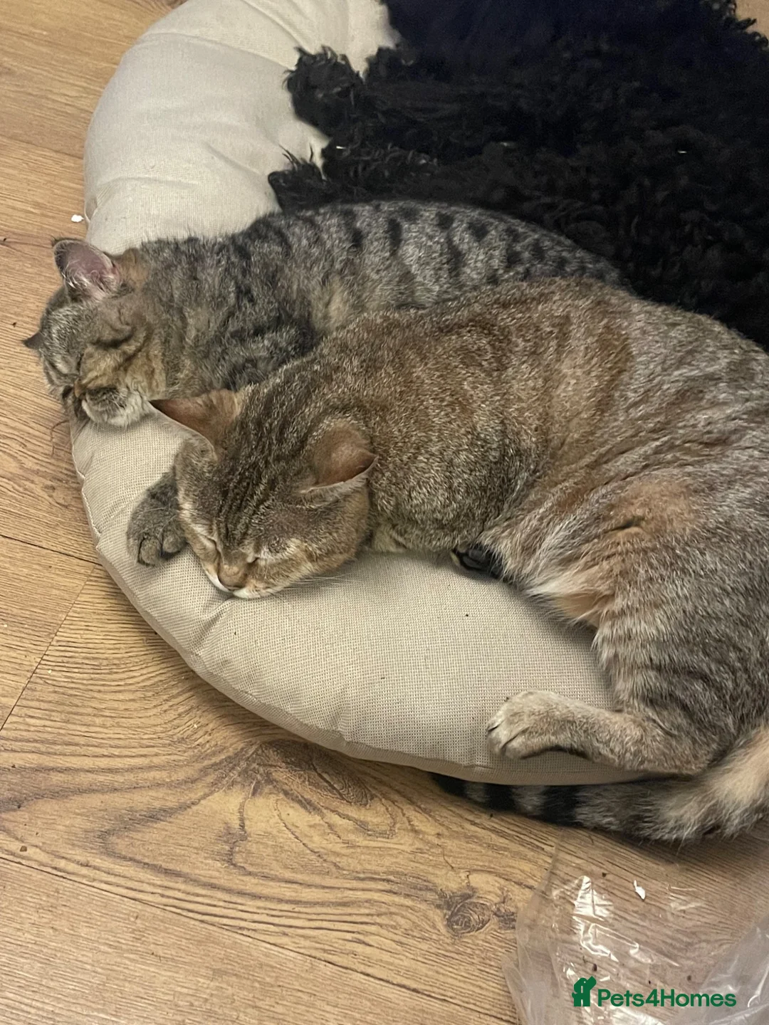 Bengal cats for sale: Bengal kittens  - Advert 1