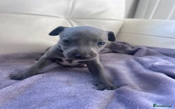 Whippet dogs for sale: Very beautiful whippets puppies  - Image 16