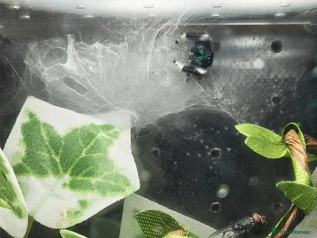 Spiders invertebrates for sale: jumping spider soroa - Advert 2