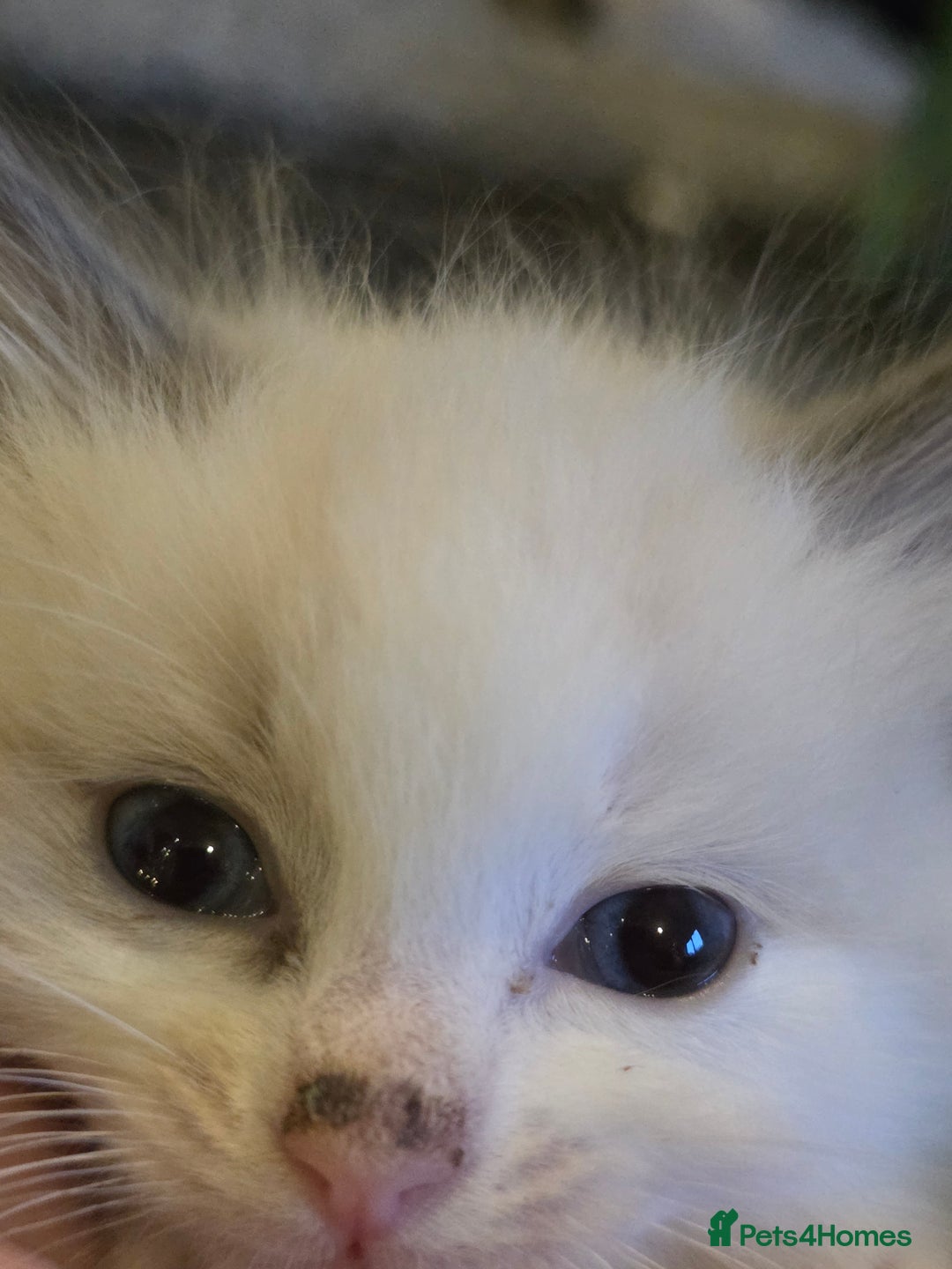 Ragdoll cats for sale: 4 pure ragdolls. 21st of Dec Reservation taken now - Advert 5