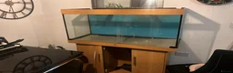 Turtle reptiles for sale: 2 Mississippi Map Turtles with Full Setup  in Burnley - Advert 4