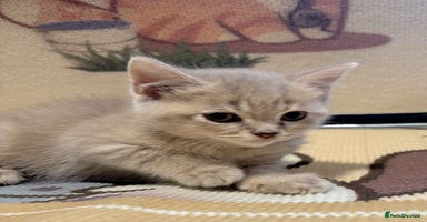 British Longhair cats - Advert 6