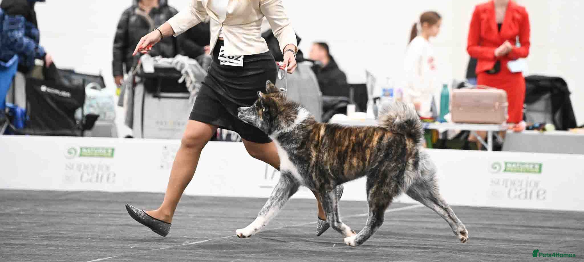 Japanese Akita Inu dogs Stud Japanese Akita Inu - Advert 1