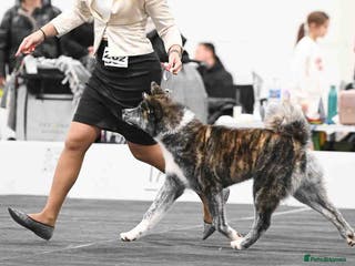 Japanese Akita Inu dogs Stud Japanese Akita Inu - Advert 1