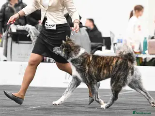 Japanese Akita Inu dogs Stud Japanese Akita Inu - Advert 2