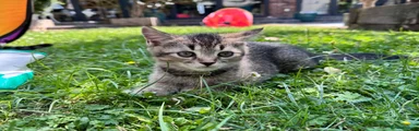 British Shorthair 1