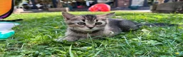 British Shorthair cats for sale: British shorthair kittens  - Advert 5