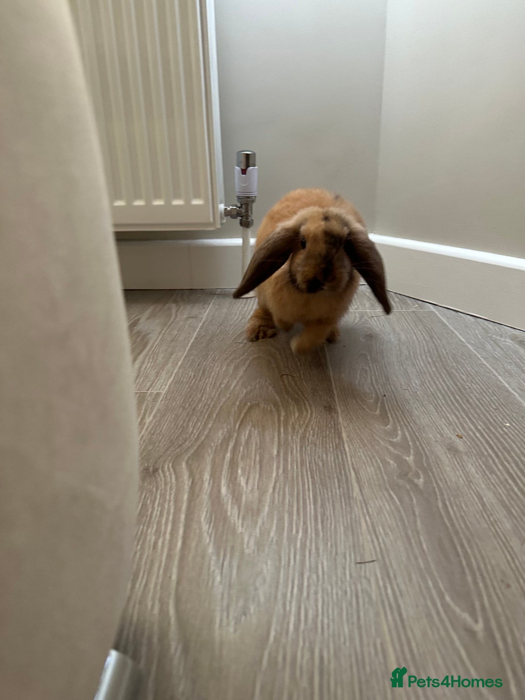 Mini Lop rabbits for sale: Male Mini Lop For Sale - Advert 12