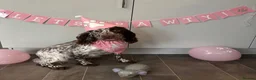 Cocker Spaniel dogs for sale: Working cocker spaniel looking for new home - Advert 4