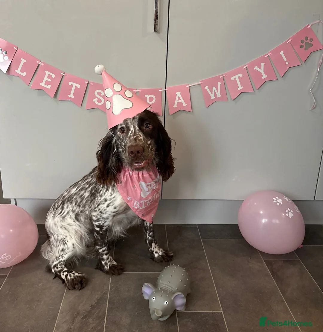 Cocker Spaniel dogs for sale: Working cocker spaniel looking for new home - Advert 4