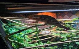 Chameleon reptiles for sale: Panther chameleon with full setup  - Advert 7
