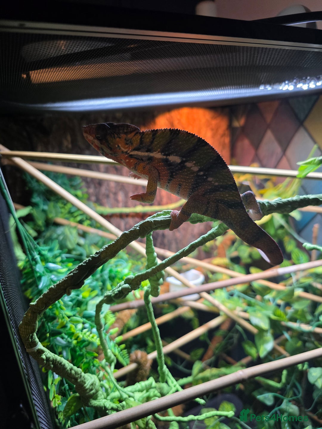 Chameleon reptiles for sale: Panther chameleon with full setup  - Advert 7