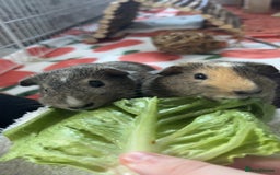Guinea Pig rodents for sale: Two beautiful boars for sale  - Image 1