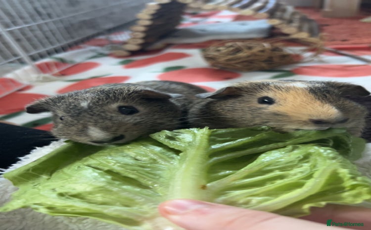 Guinea Pig rodents for sale - Advert 1