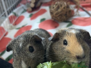 Guinea Pig rodents - Advert 10