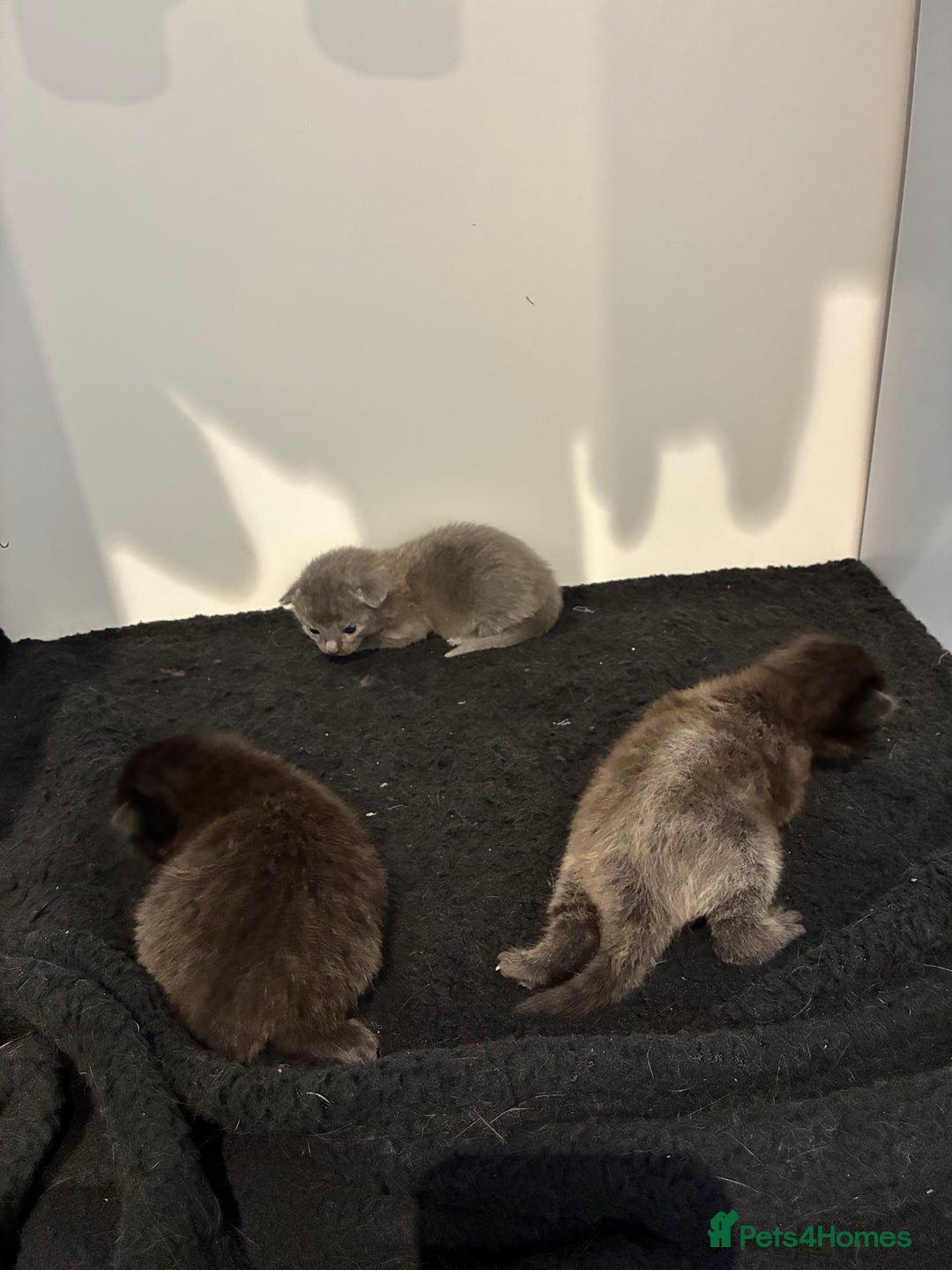British Shorthair cats for sale: 🐾 British Shorthair Kittens 🐾 - Image 6