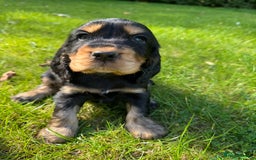 Cocker Spaniel dogs for sale: BEAUTIFUL KC SHOW TYPE COCKER SPANIELS  - Image 12