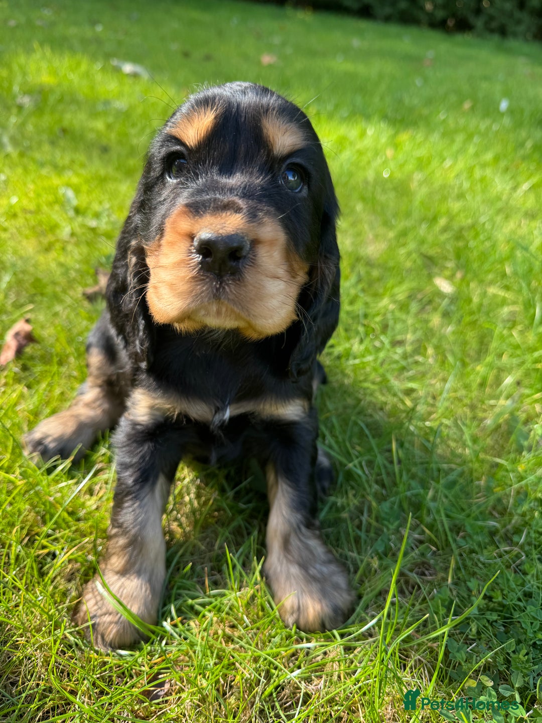 Cocker Spaniel dogs for sale: BEAUTIFUL KC SHOW TYPE COCKER SPANIELS  - Image 12