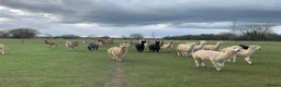 Alpaca livestock for sale: 3 female alpacas for sale - Advert 2