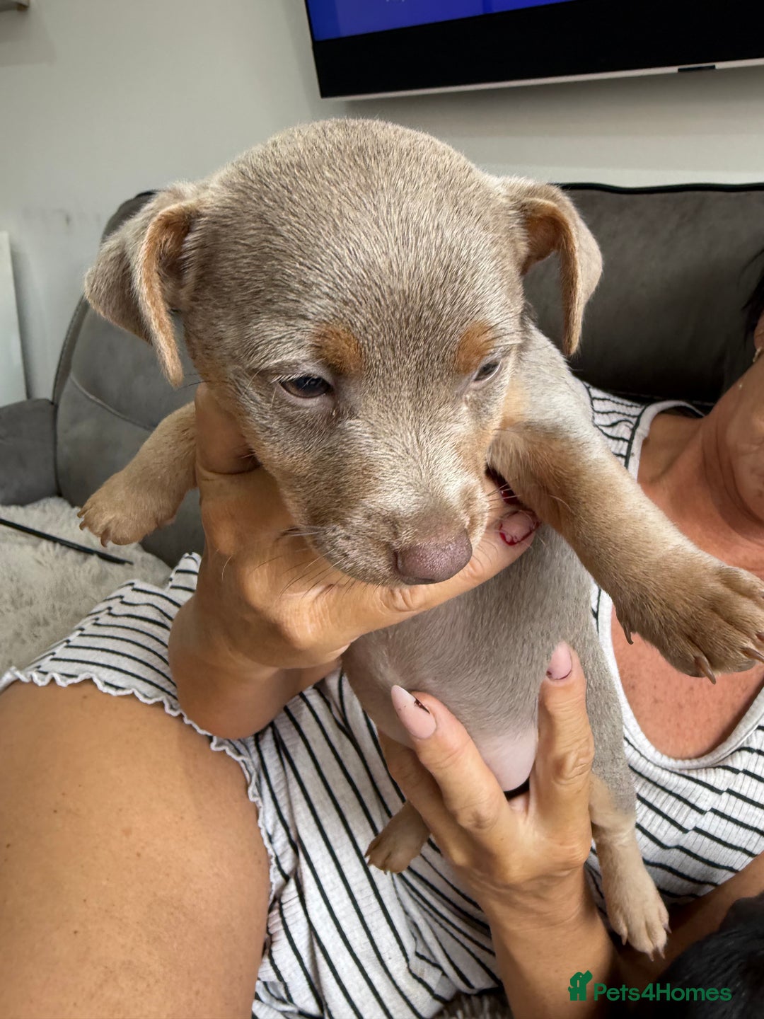 Jack Russell dogs for sale: Jack Russell Puppies 3 boys available - Image 6