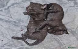 British Shorthair cats for sale: 4 Beautiful Black Kittens  - Image 20