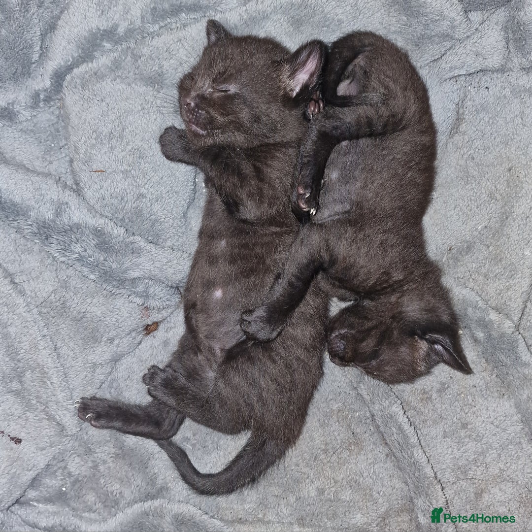 British Shorthair cats for sale: 4 Beautiful Black Kittens  - Image 20