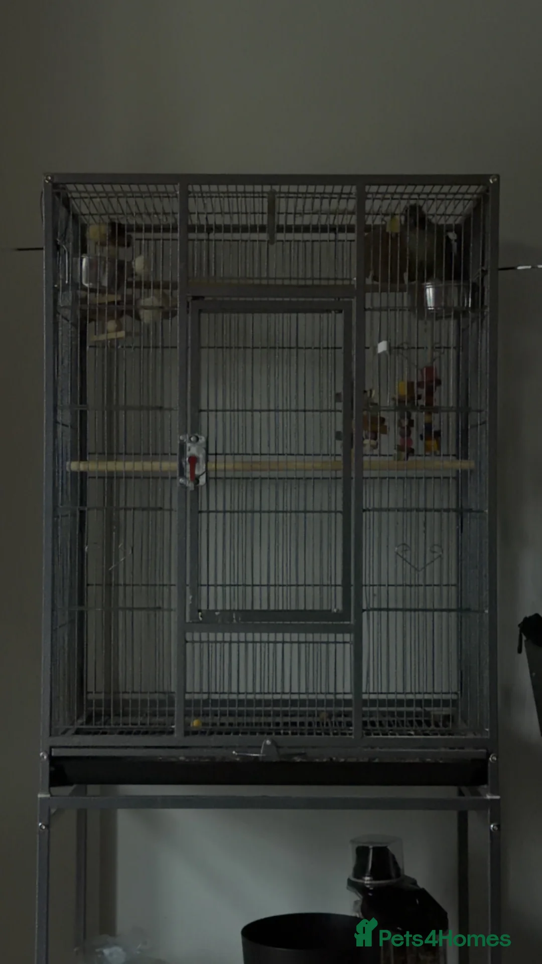 Conures birds for sale: Green cheek conure  - Advert 4