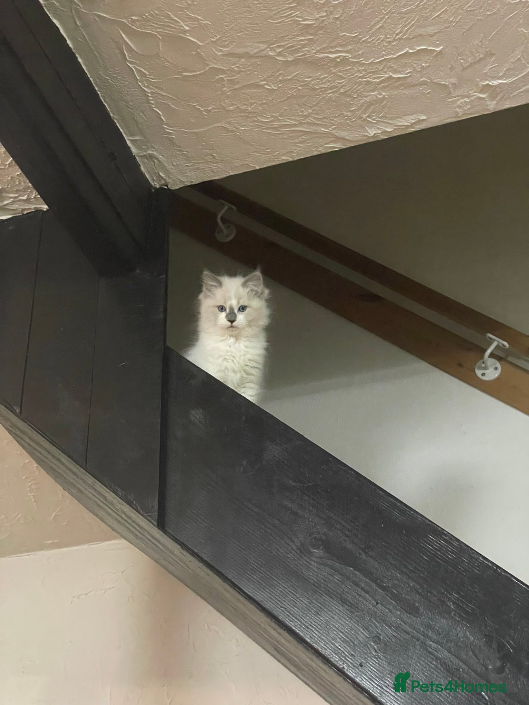 Ragdoll cats for sale: Reduced🌟CHAMPION🌟FATHER GCCF 🌟BLOODLINE RAGDOLL - Advert 14