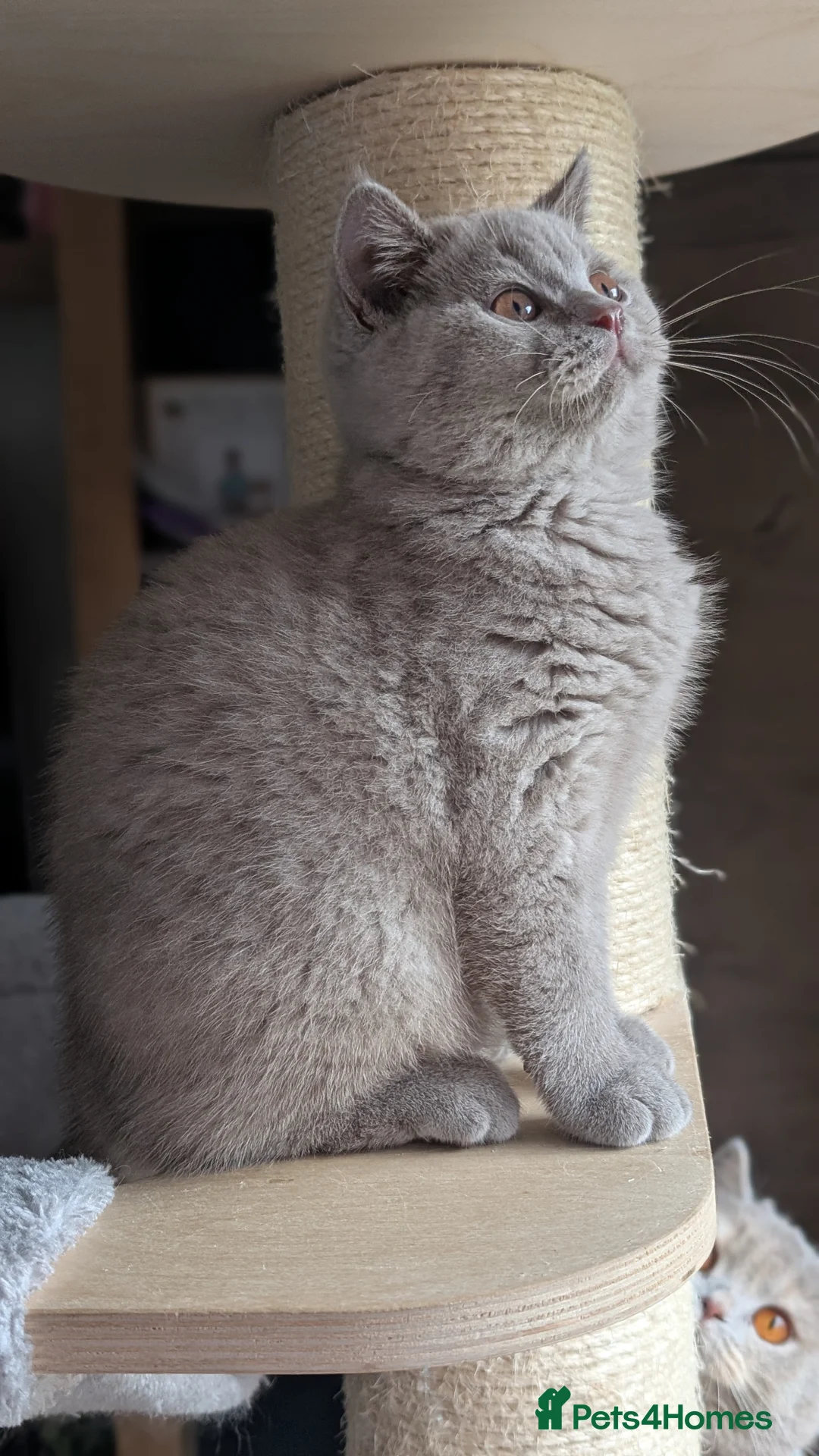 British Shorthair cats for sale: Tica Registered lilac British Shorthair boy  - Advert 2