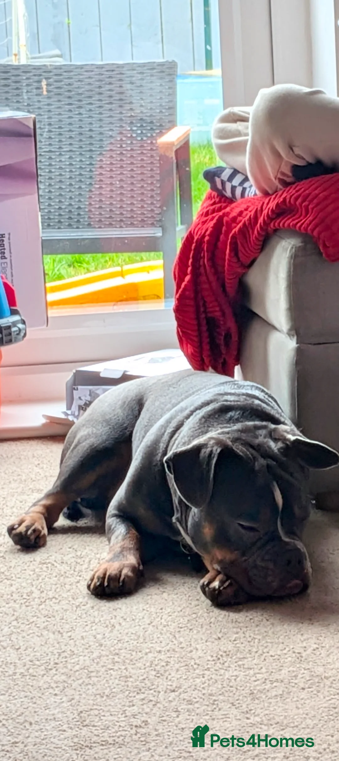 Mixed Breed dogs for sale: **10 months old bulldog cross** - Advert 6