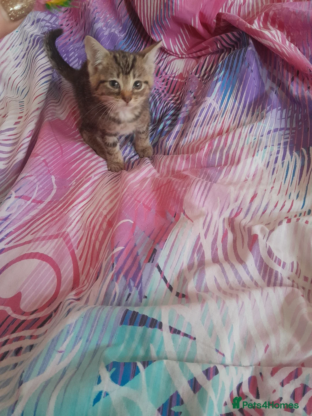 Mixed Breed cats for sale: Kittens - Advert 14