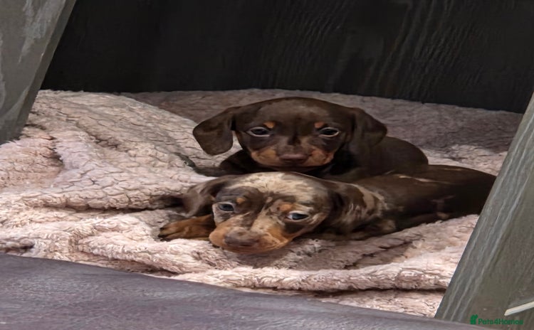 Miniature Dachshund dogs for sale - Advert 2