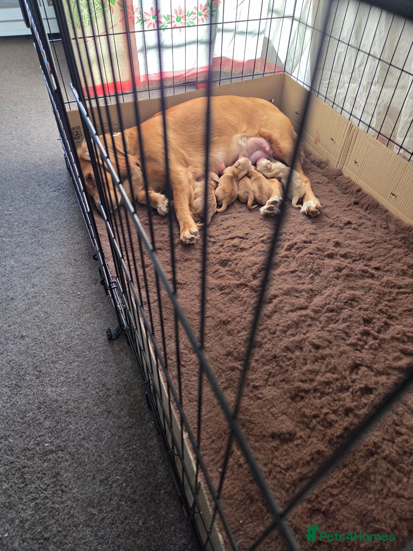 Mixed Breed dogs Golden Retriever x Cocker Spaniel Females - Advert 5