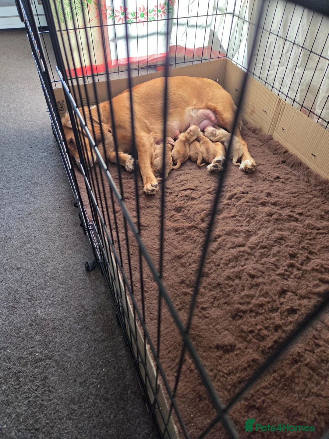 Mixed Breed dogs for sale: Golden Retriever x Cocker Spaniel Females - Advert 1