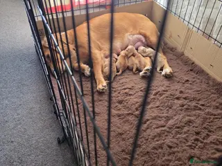 Mixed Breed dogs Golden Retriever x Cocker Spaniel Females - Advert 5