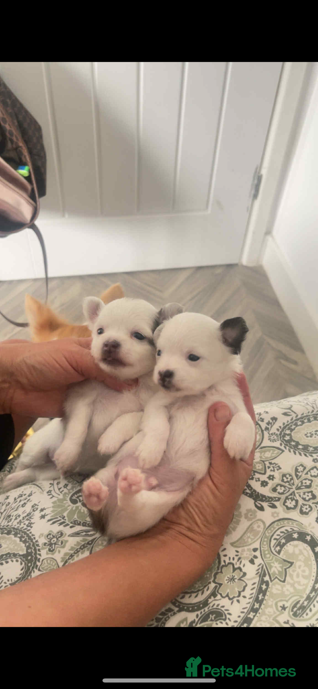 Chihuahua dogs for sale: Long haired chihuahuas  - Image 1
