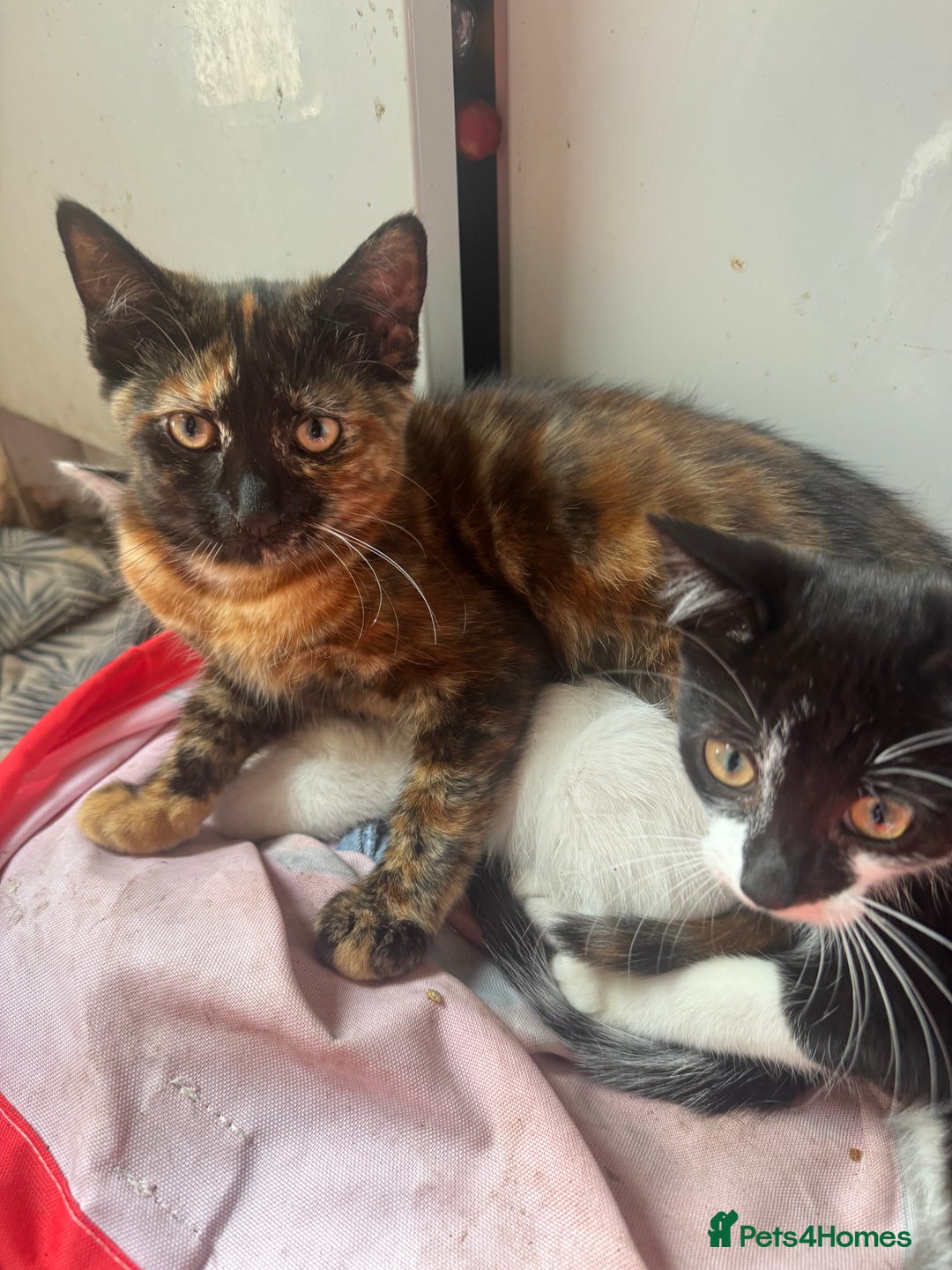 British Shorthair cats for sale: Orange - Image 3