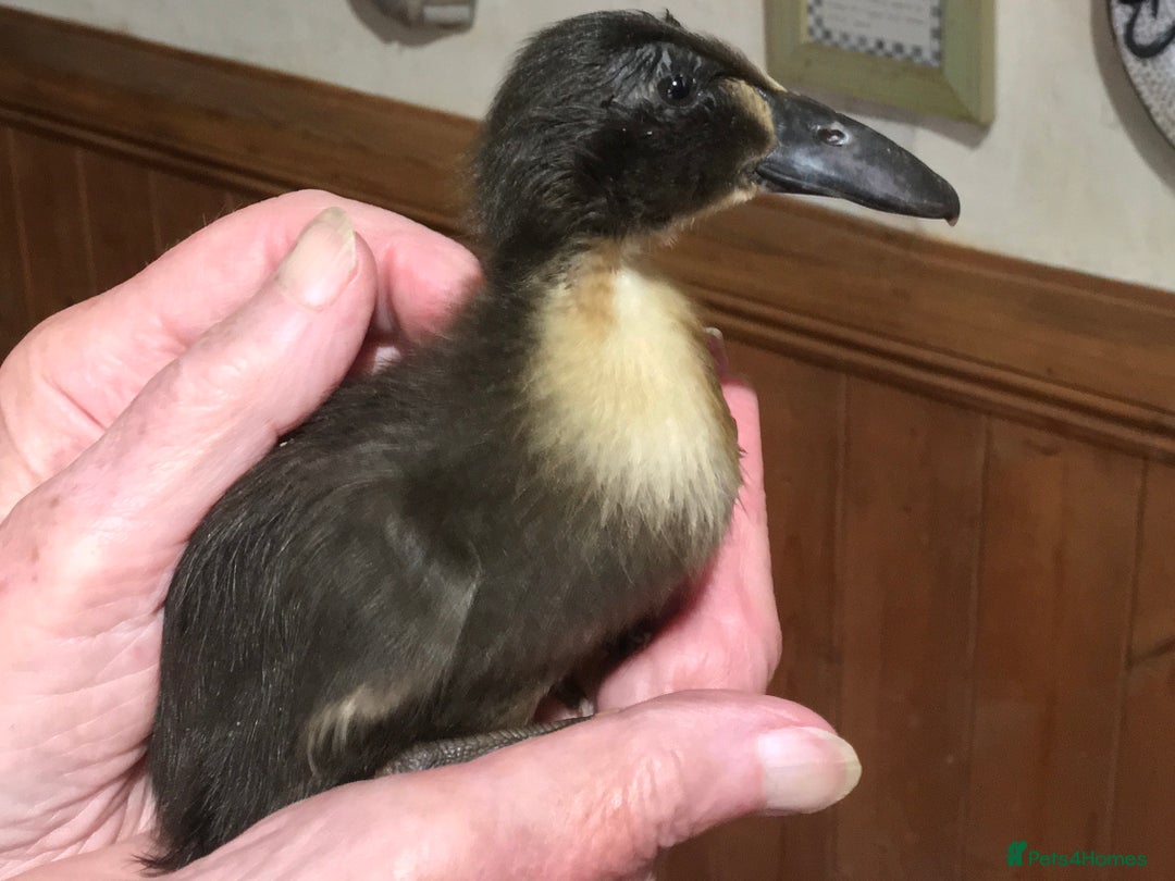Ducks poultry for sale: Dutch Hookbill ducklings - Image 2