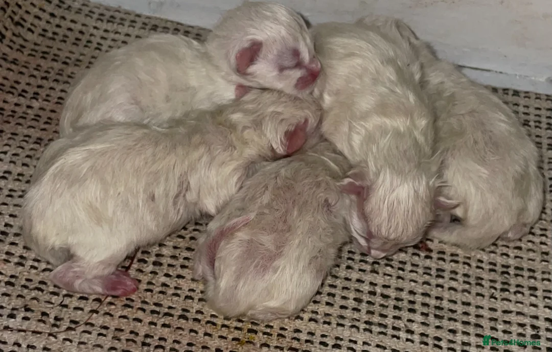 Ragdoll cats for sale: Championship Ragdoll babies  - Advert 2