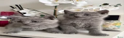 Russian Blue cats for sale: TOP PEDIGREE RUSSIAN BLUE KITTENS 🐱 - Advert 17