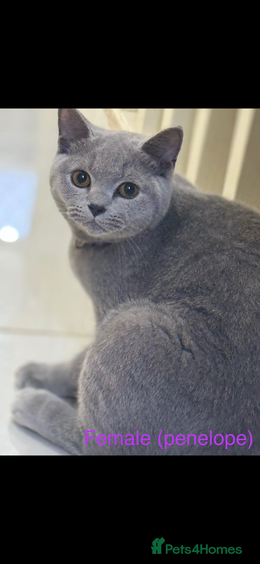British Shorthair cats for sale: British shorthair Female  in Preston - Advert 3