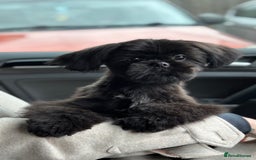 Shih Tzu dogs for stud: Pure breed Shih tzu Stud  - Image 5