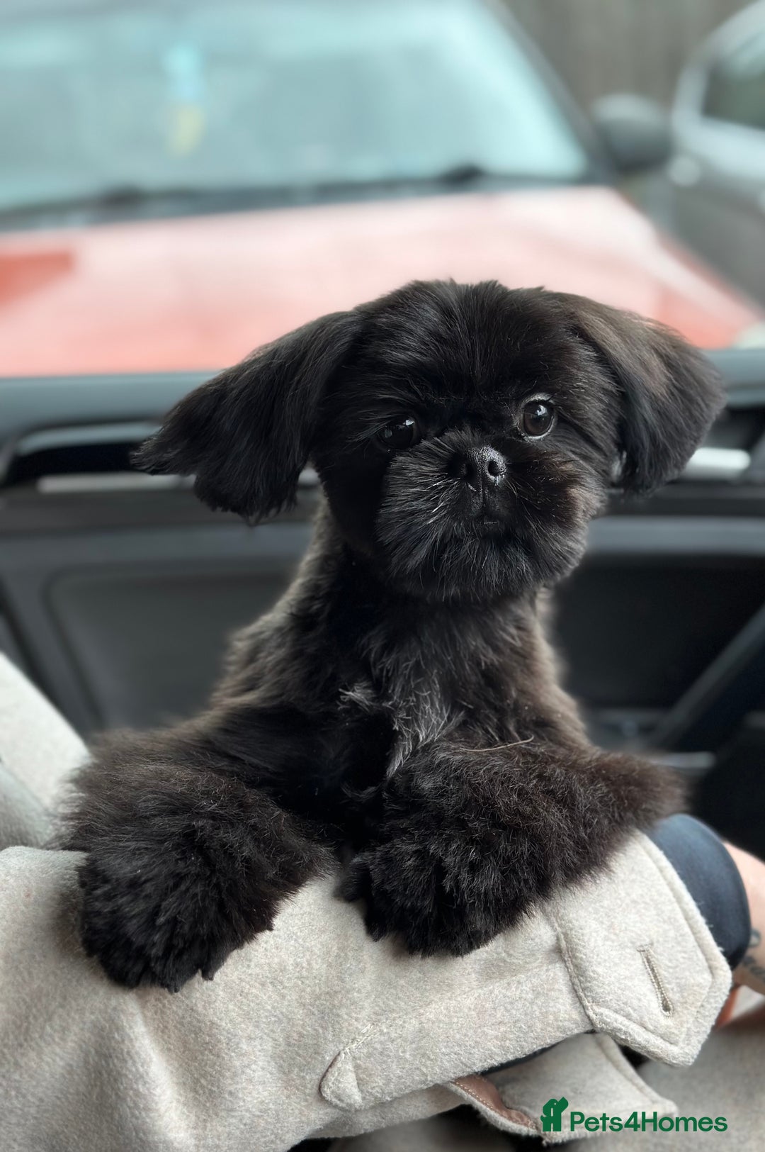 Shih Tzu dogs for stud: Pure breed Shih tzu Stud  - Image 5