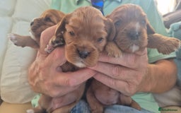 Cavalier King Charles Spaniel dogs for sale: beautiful ruby king charles cavalier  - Image 2