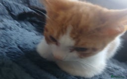 Domestic Shorthair cats for sale: 🐾 9 Beautiful Kittens - Image 16
