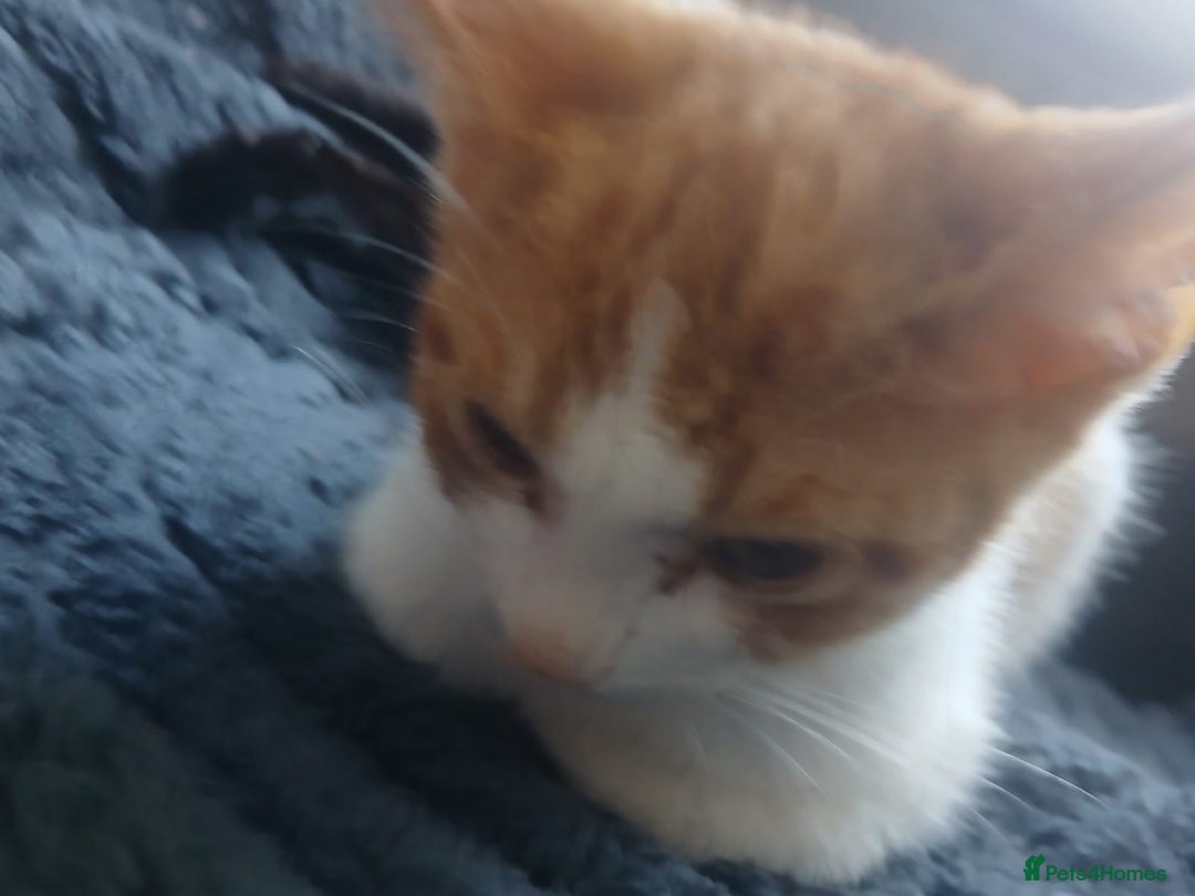 Domestic Shorthair cats for sale: 🐾 9 Beautiful Kittens - Image 16