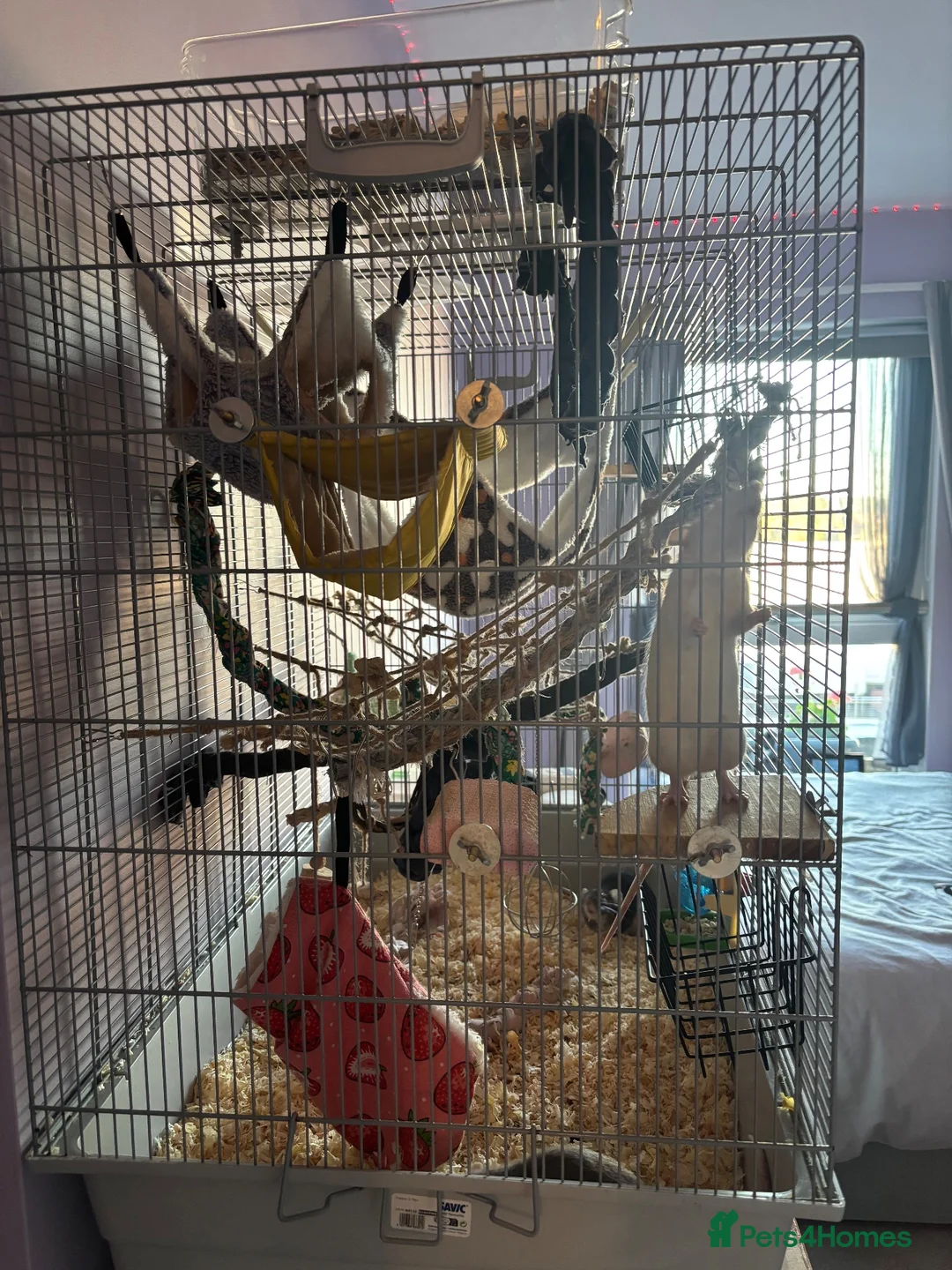 Rat rodents for sale: 3 female everything included (open to offers) in Poole - Advert 2