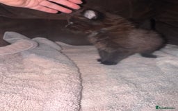 Mixed Breed cats for sale: 5 beautiful kittens mother part ragdoll - Image 3